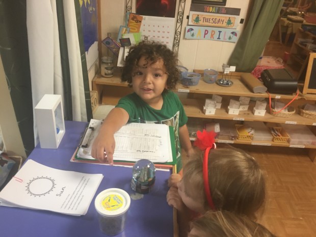 The praying mantis nymphs emerged!